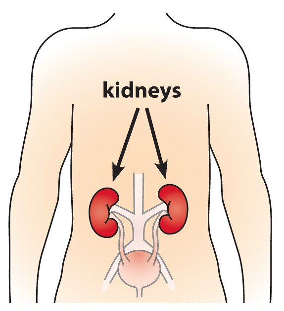 4. Enhancing⁢ Kidney Health: Effective Measures for⁣ Supporting Glomerular ​Filtration and Maintaining ‍Optimal⁢ Urine Production
