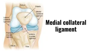 medial collateral ligament
