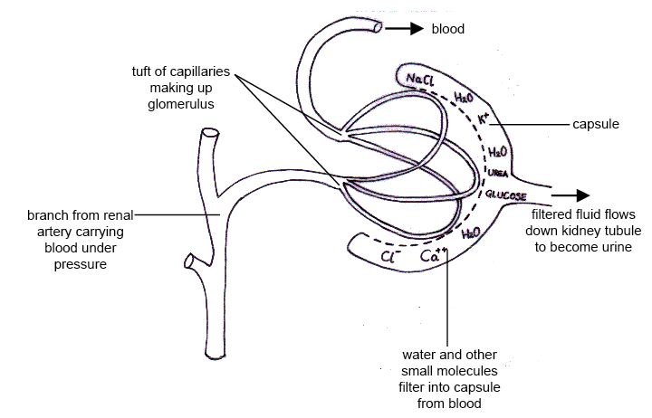 1. The ​Intricate Process of Glomerular Filtration: Unveiling the Secrets of Kidney Functioning