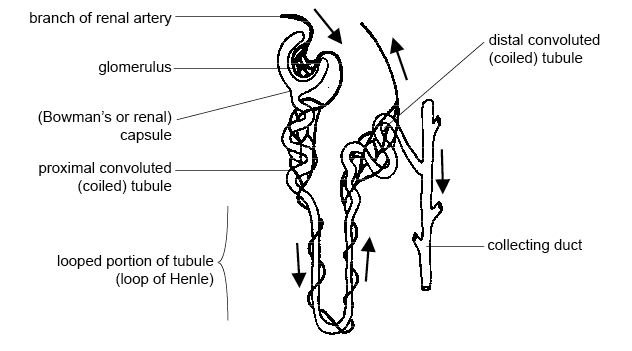 - Unraveling the Nephron: Understanding the Function of the Glomerulus and Bowman's Capsule