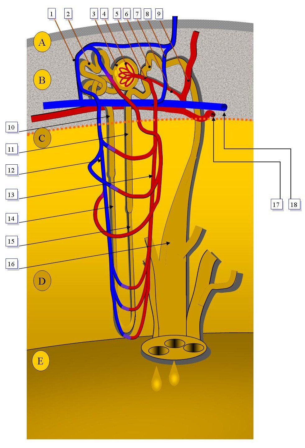 Heading 2: Understanding the Nephron: Unveiling ​the First⁤ Step in Urine Formation