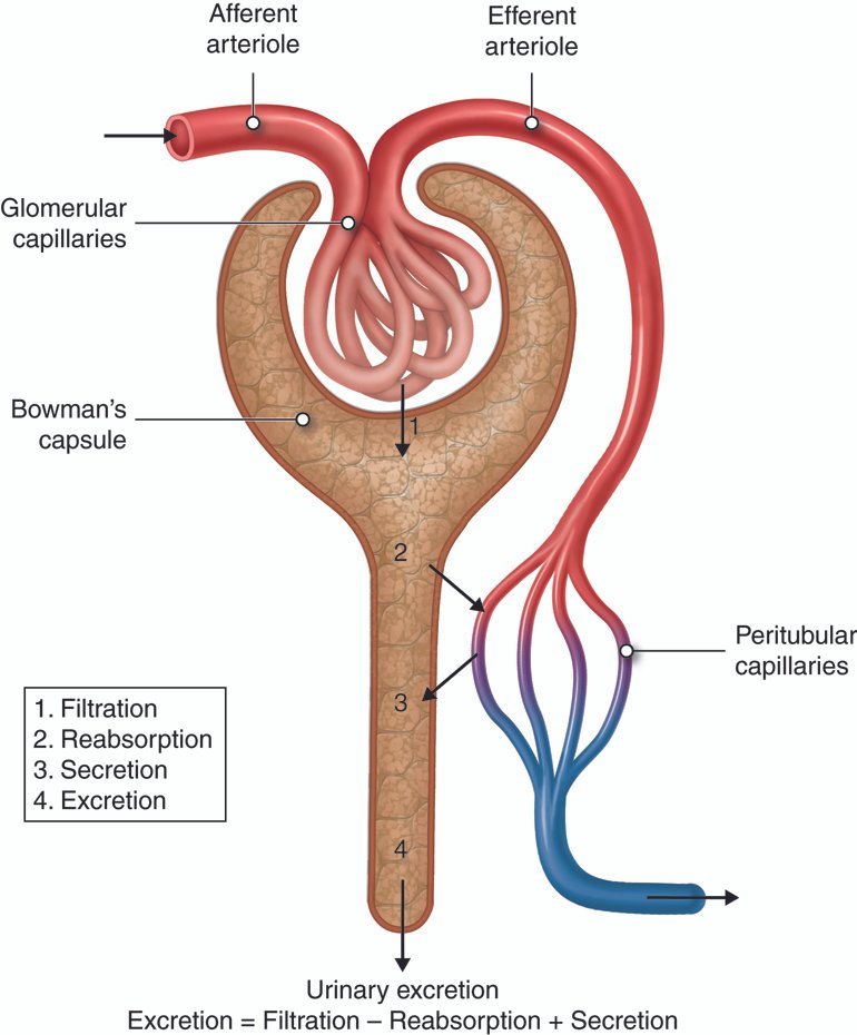 Heading 1: The Essential Process of‍ Urine Formation: Exploring the Glomerular Filtration Animation
