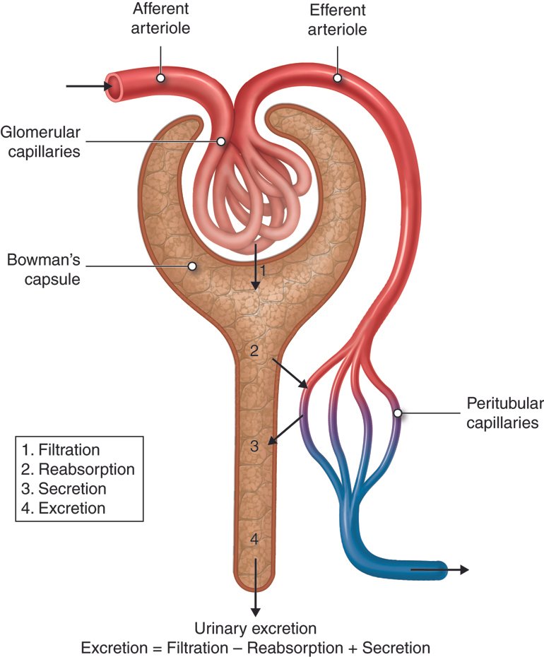 - The Role of Glomerular ⁤Filtration in ⁢Urine Formation: Understanding How Kidneys Filter Blood