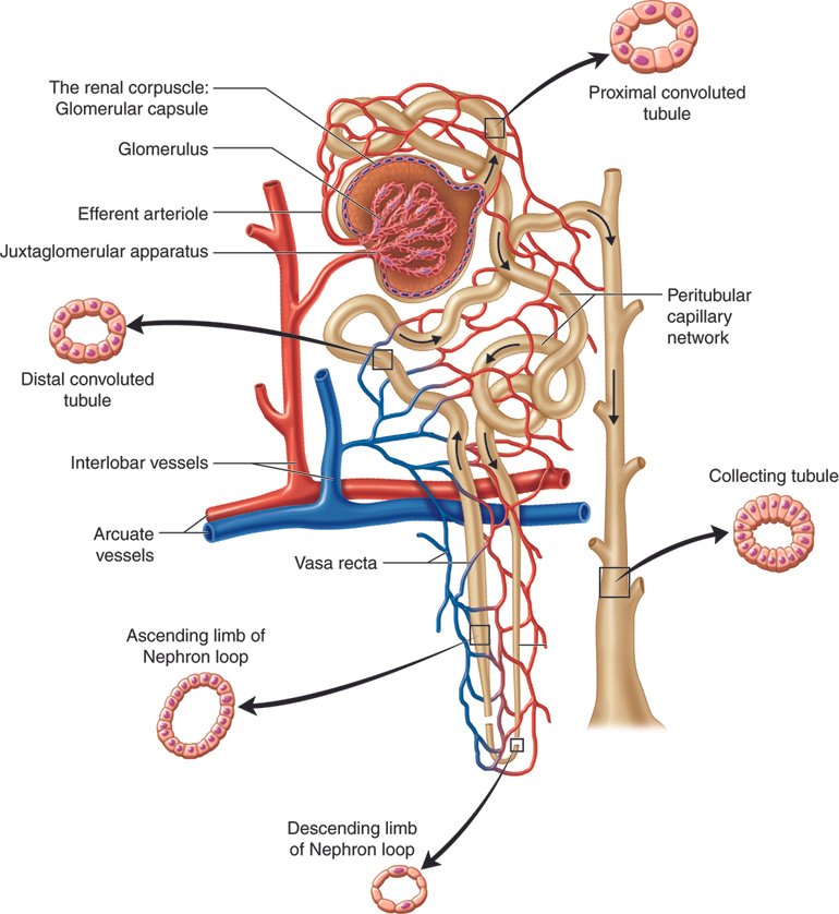 2. Decoding⁤ the Nephron: From Blood Filtration to Urine ‍Formation