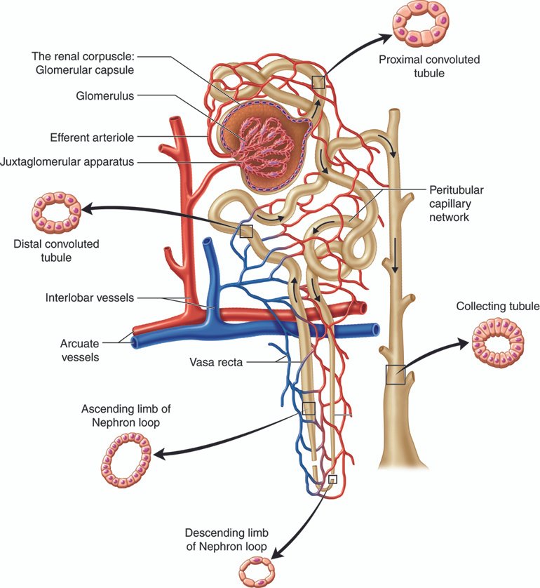 Heading 1: The Role of⁣ Glomerular Filtration in Urine Production: A ‍Closer Look at Kidney ⁣Function